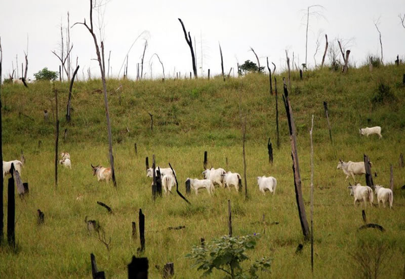 O embargo ambiental em propriedades rurais e as solues para o seu cancelamento no Estado de Mato Grosso